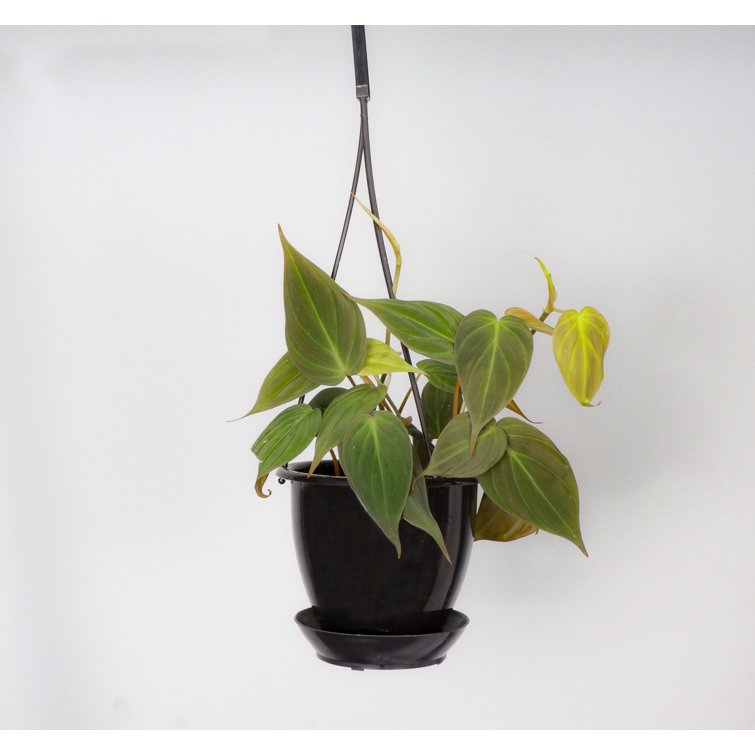 Thorsen's Greenhouse Live Philodendron Micans Plant in Hanging Pot